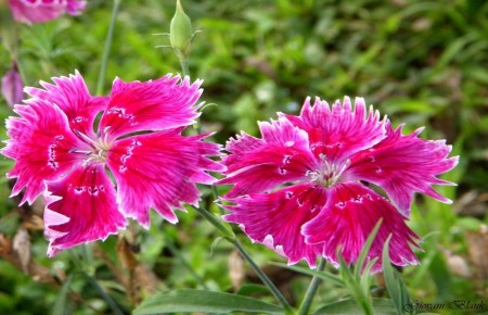 Clavelina ~ Dianthus chinensis