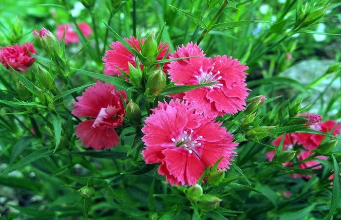 Clavelina ~ Dianthus chinensis